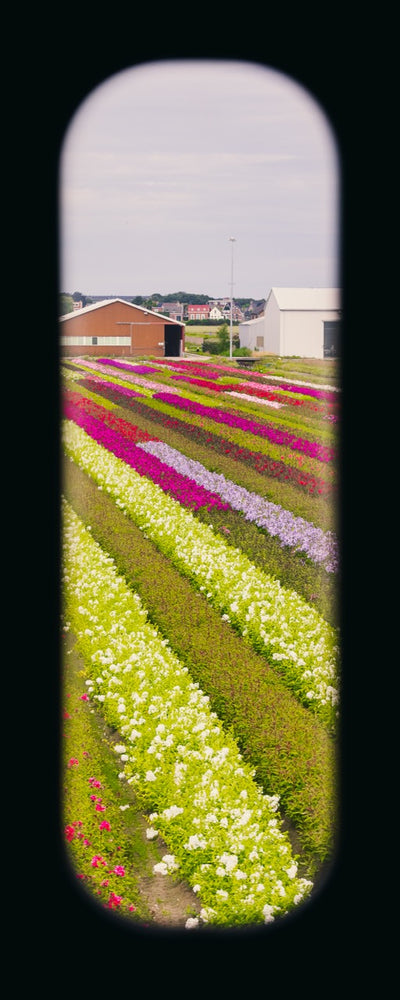 Field of View - Window X