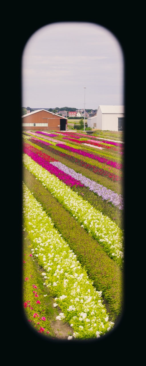 Field of View - Window X
