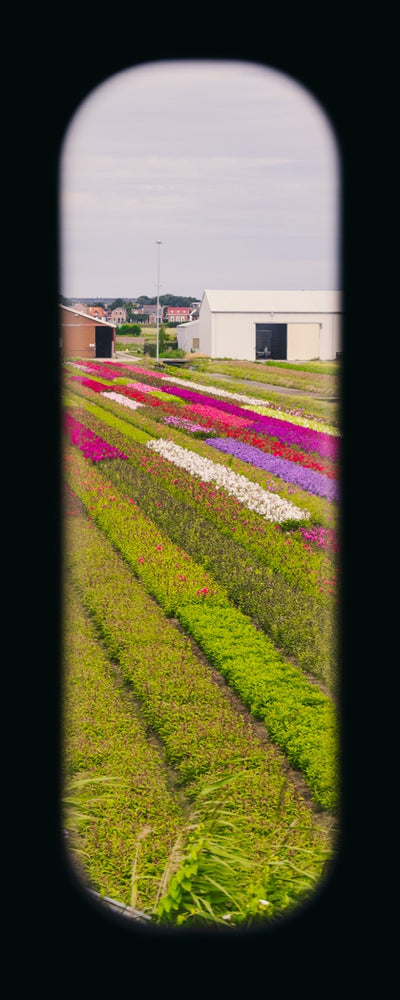Field of View - Window XI