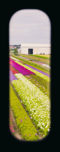 Field of View - Set of 4 (Windows IX-XII)