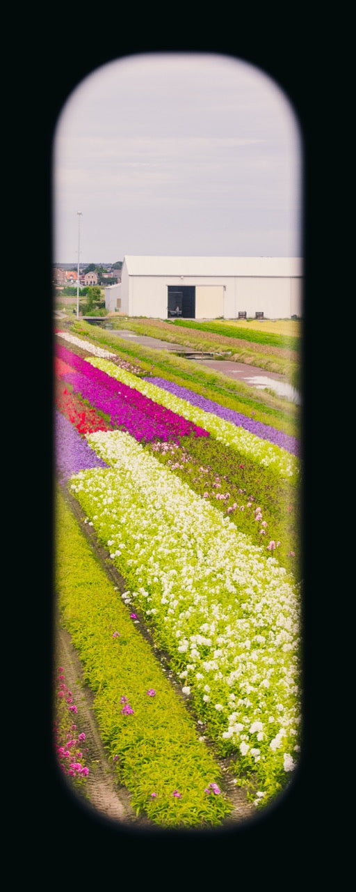 Field of View - Window XII