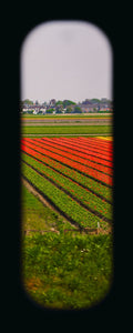 Field of View - Set of 4 (Windows XIII-XVI)