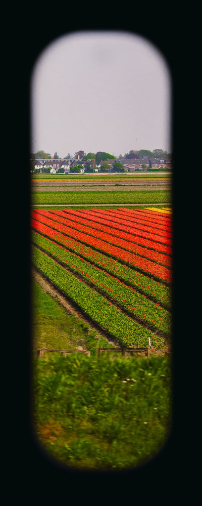 Field of View - Window XIII
