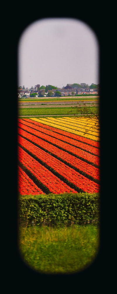 Field of View - Window XIV