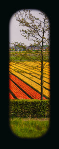 Field of View - Set of 4 (Windows XIII-XVI)