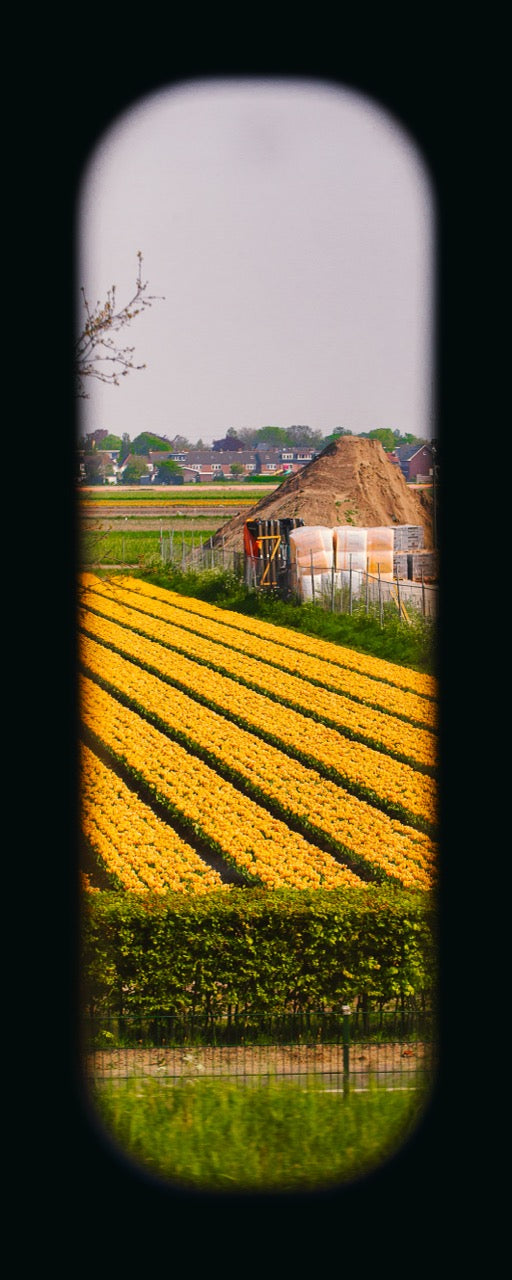 Field of View - Window XVI