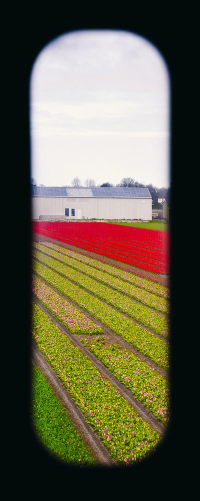 Field of View - Window XVII