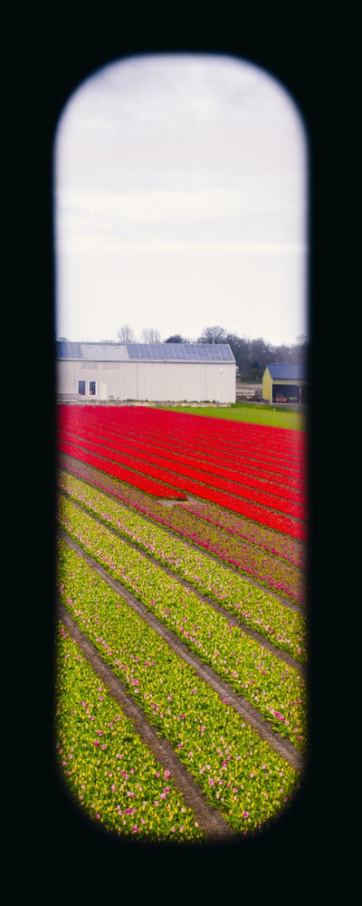 Field of View - Window XVIII