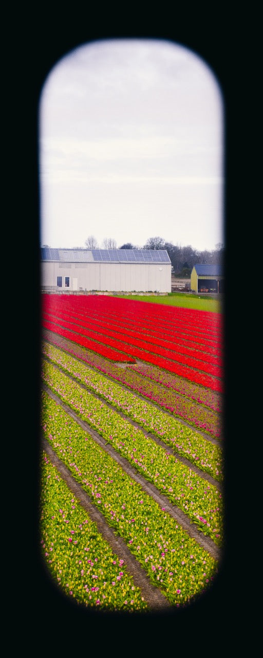 Field of View - Window XVIII