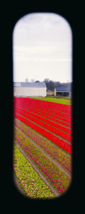 Field of View - Set of 4 (Windows XVII-XX)