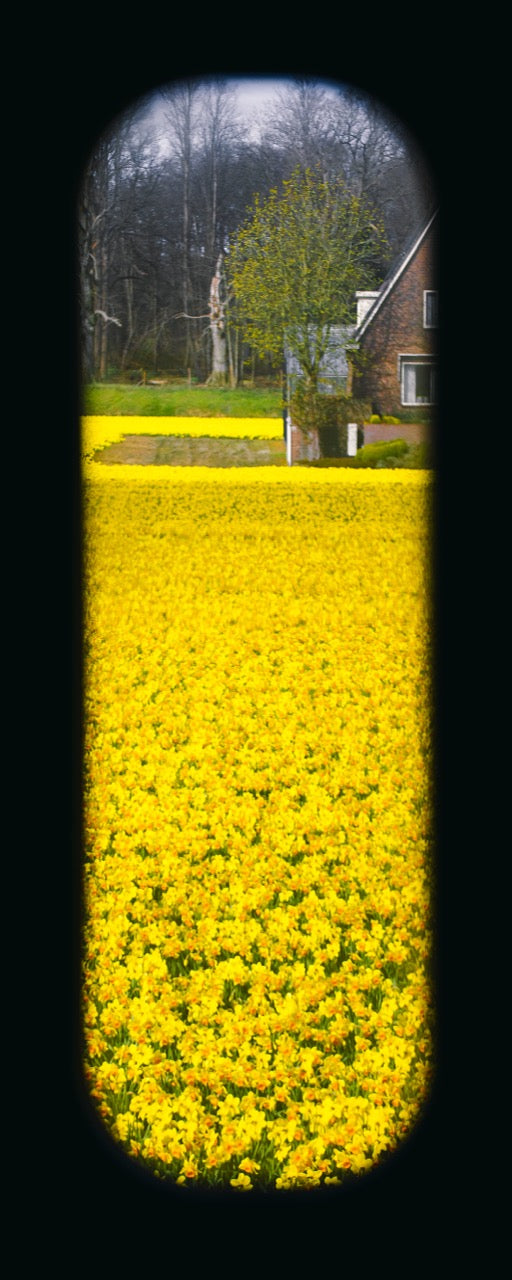 Field of View - Window I