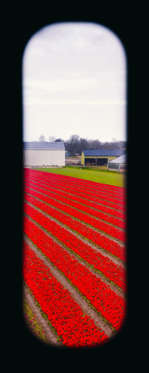 Field of View - Window XX