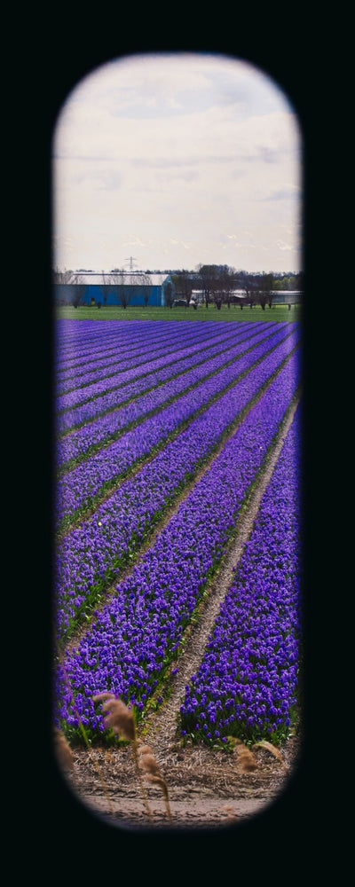 Field of View - Window XXI