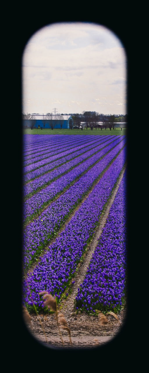 Field of View - Window XXI