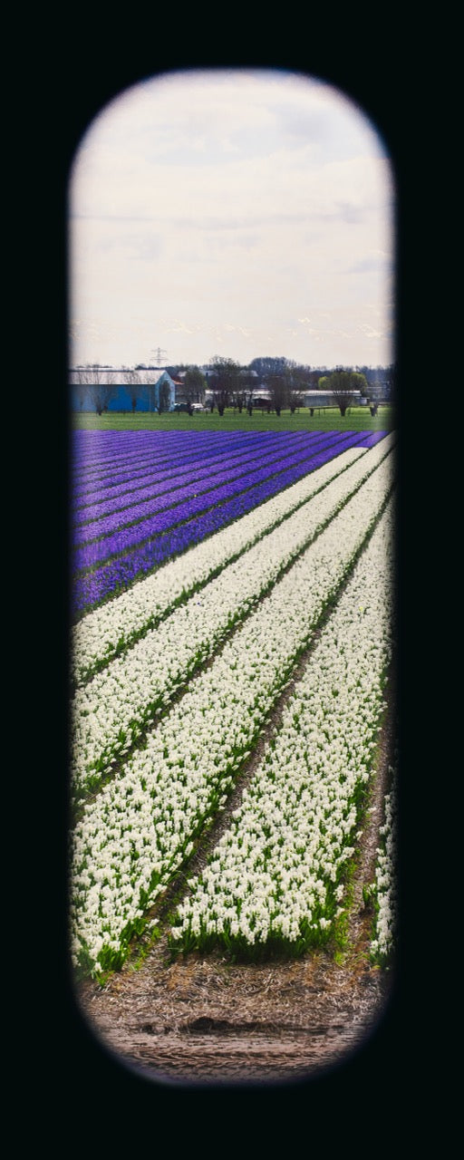 Field of View - Window XXIII