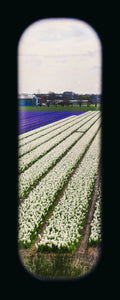 Field of View - Set of 4 (Windows XXI-XXIV)