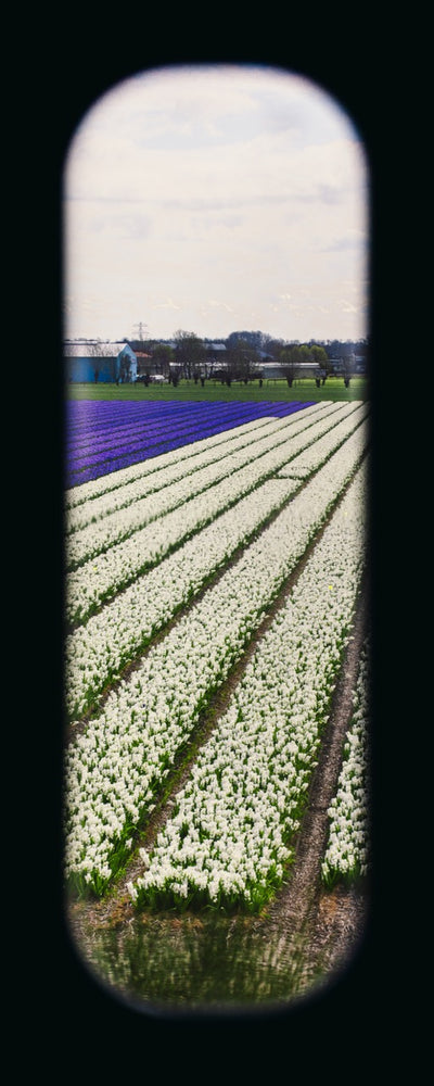 Field of View - Window XXIV