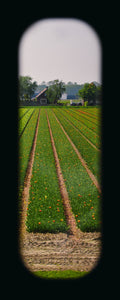 Field of View - Set of 4 (Windows XXV-XXVIII)