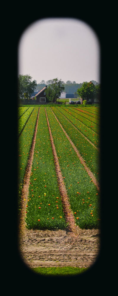 Field of View - Window XXV
