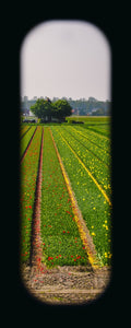 Field of View - Set of 4 (Windows XXV-XXVIII)
