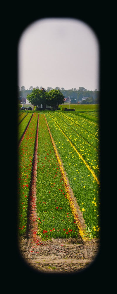 Field of View - Window XXVI