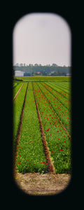 Field of View - Set of 4 (Windows XXV-XXVIII)