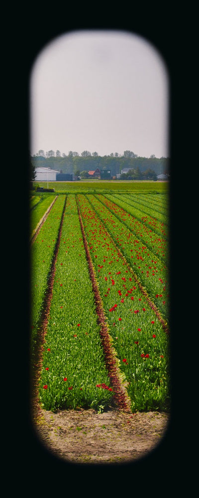 Field of View - Window XXVII