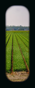 Field of View - Set of 4 (Windows XXV-XXVIII)