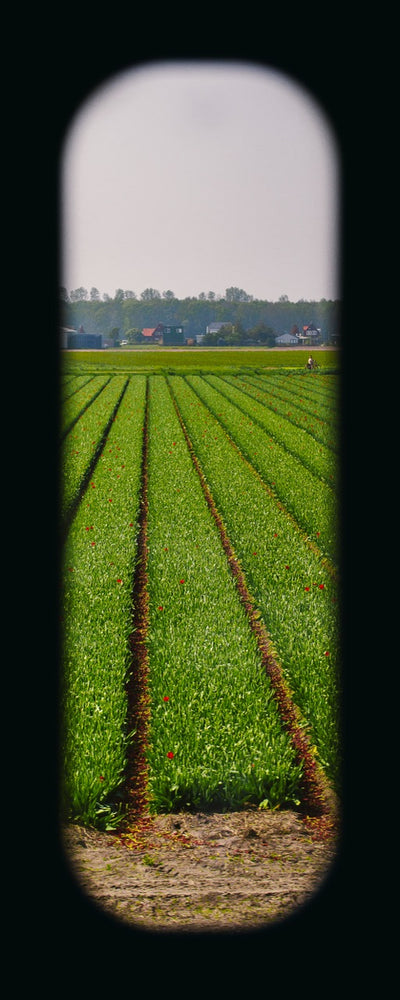 Field of View - Window XXVIII