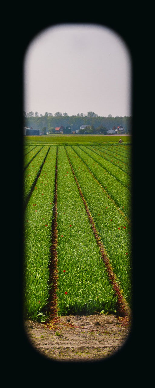 Field of View - Window XXVIII