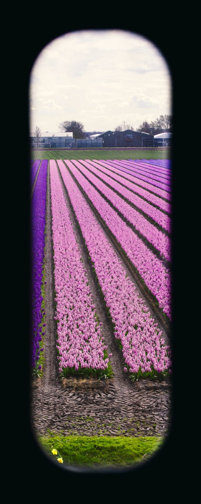 Field of View - Window XXIX
