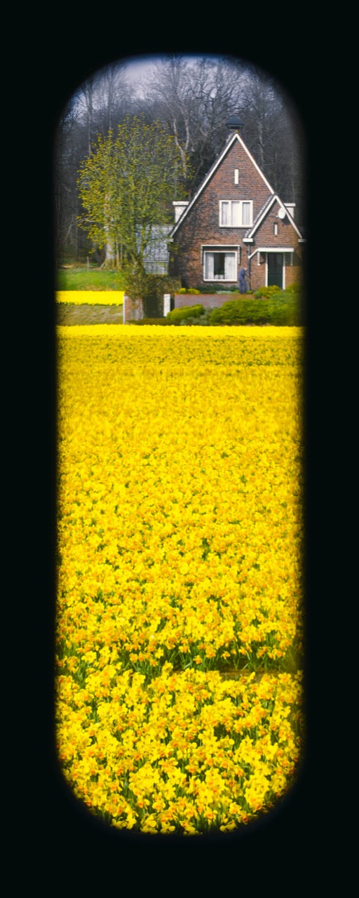 Field of View - Window II