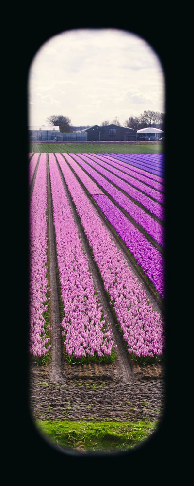 Field of View - Window XXX