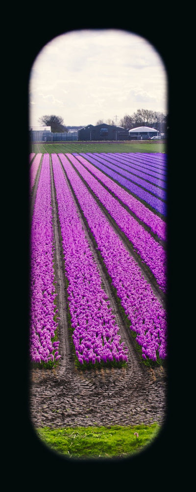 Field of View - Window XXXI