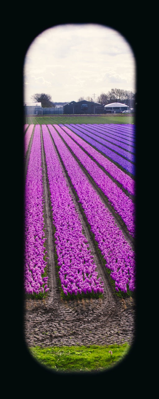 Field of View - Window XXXI