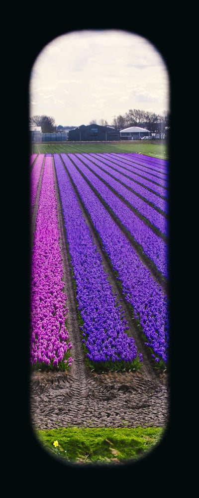 Field of View - Window XXXII