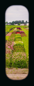 Field of View - Set of 4 (Windows XXXIII-XXXVI)