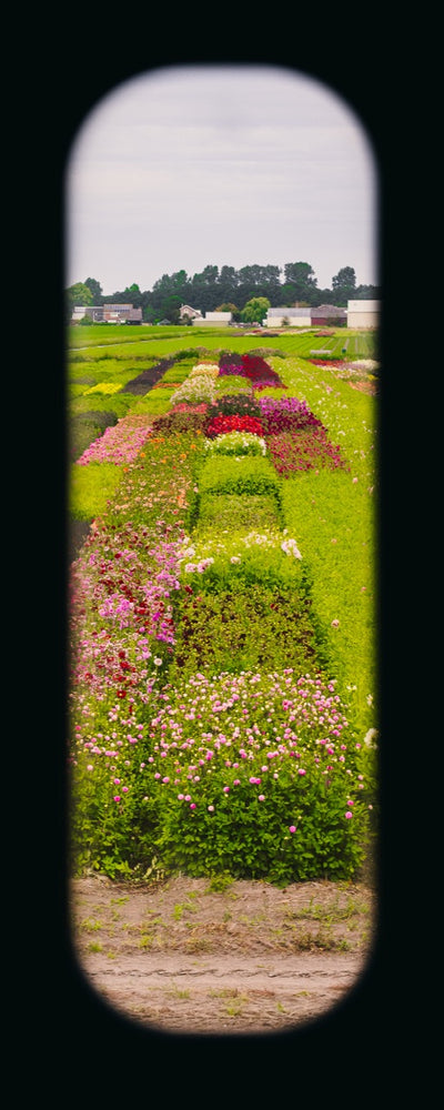 Field of View - Window XXXIII