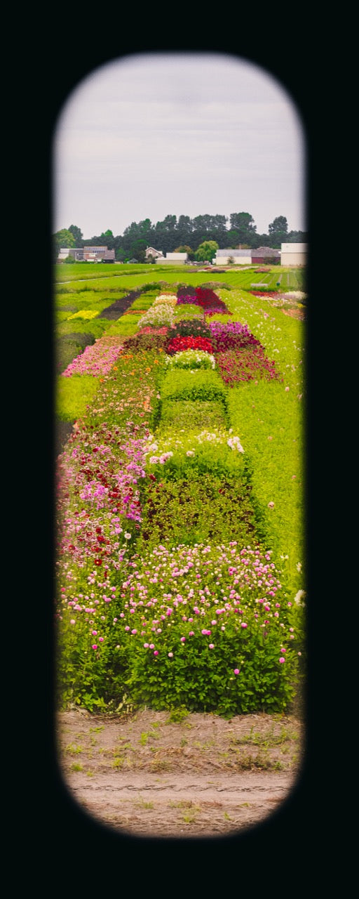 Field of View - Window XXXIII