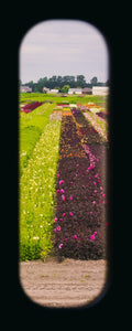 Field of View - Set of 4 (Windows XXXIII-XXXVI)