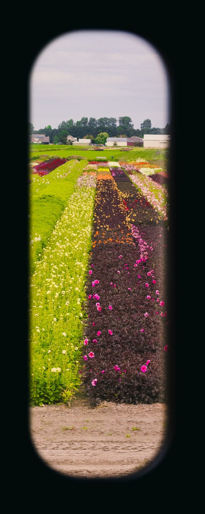 Field of View - Window XXXIV