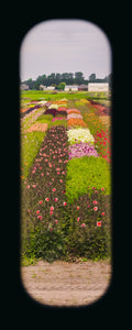 Field of View - Set of 4 (Windows XXXIII-XXXVI)