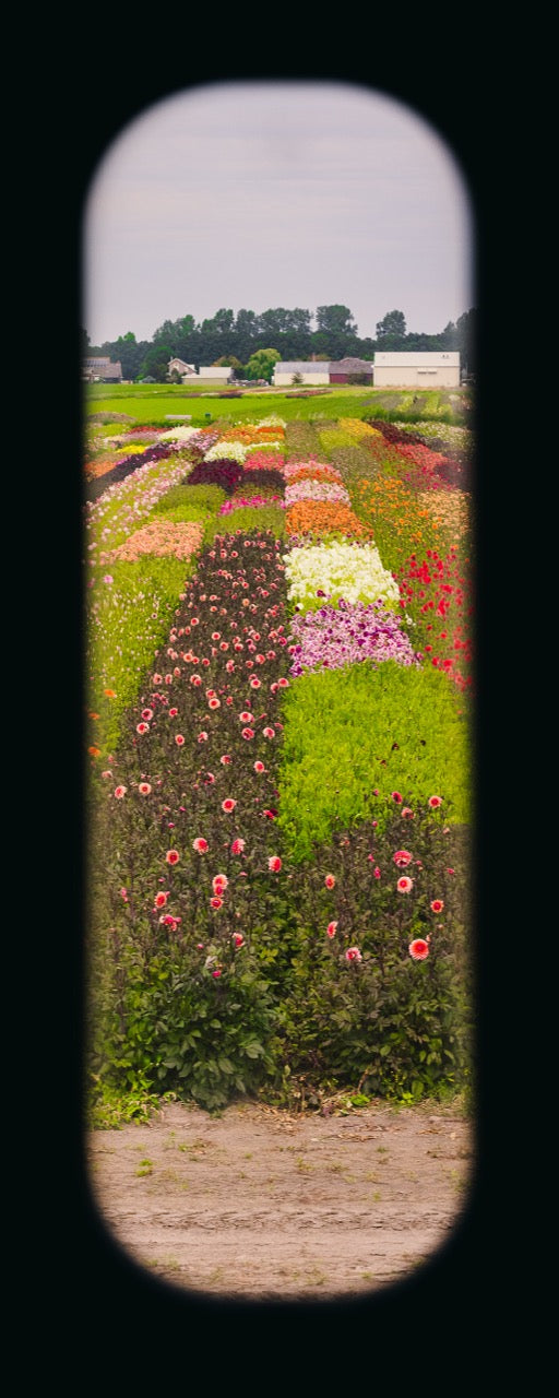 Field of View - Window XXXV