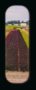 Field of View - Set of 4 (Windows XXXIII-XXXVI)