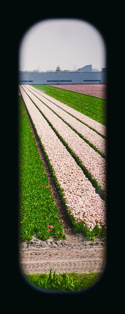 Field of View - Window XXXVII