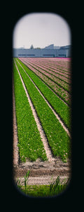 Field of View - Set of 4 (Windows XXXVII-XXXX)