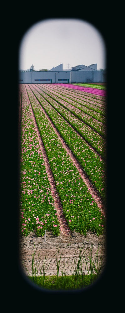 Field of View - Window XXXIX