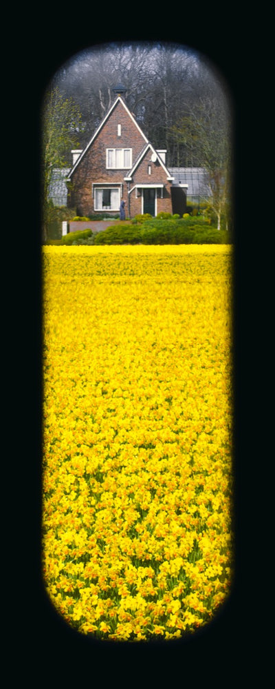 Field of View - Window III