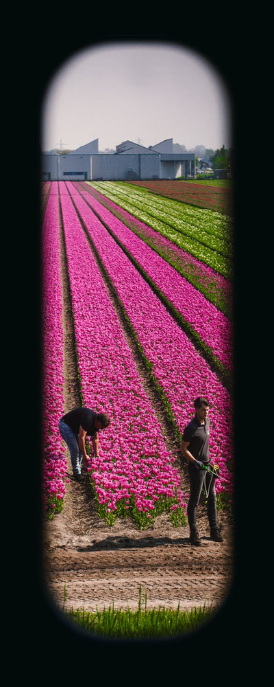 Field of View - Window XXXX