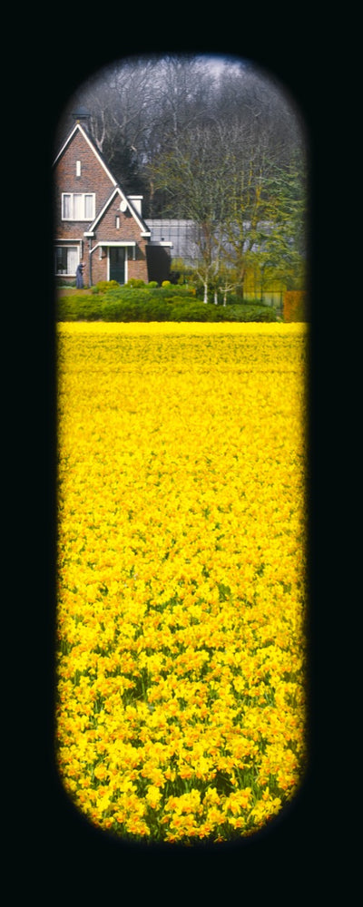 Field of View - Window IV